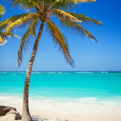 Tropical beach. Ocean and palmtrees background. White sand and crystal-blue sea. Ocean water nature, beach relax. Summer sea vacation. Caribbean beach background