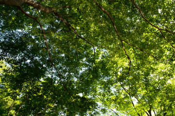 新緑（千葉県・鎌ケ谷市）