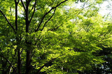 新緑（千葉県・鎌ケ谷市）