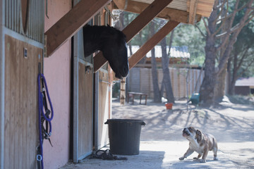 Dog is roaring at horse