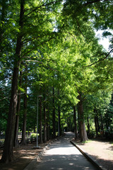 新緑の公園の遊歩道（千葉県・鎌ケ谷市）