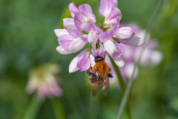 calabrone sopra un fiore