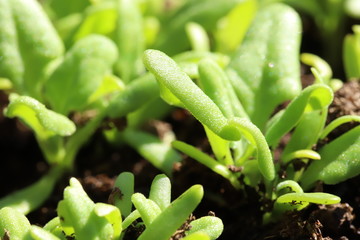 young spinach plants