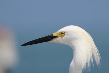 close up egret