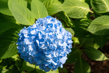 Obraz premium 青いアジサイ（千葉県・鎌ヶ谷市）