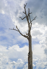  a tall, bare tree reaching towards a blue sky with white clouds.