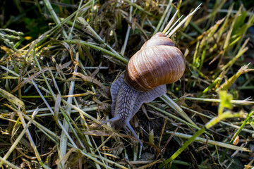 snail in the garden on the grass