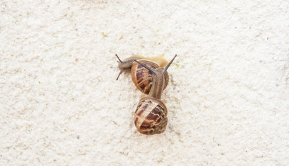 escargots petits gris,sur mur blanc