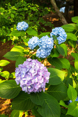 紫のアジサイ（千葉県・鎌ヶ谷市）