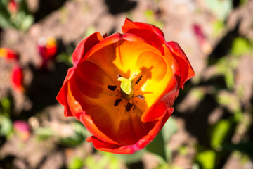 red-yellow tulip