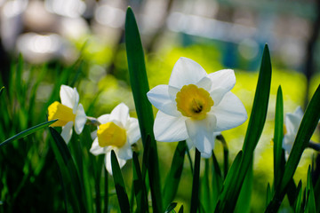 Obraz premium Blooming daffodils in the garden, spring flowers.