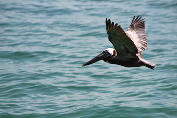 Pelican