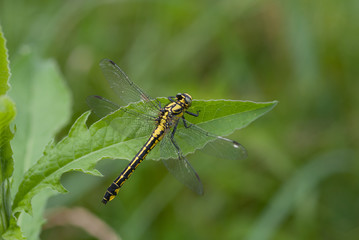 libellula sopra una foglia