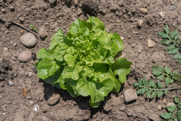 Griessli üner Salat im Acker