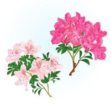 Branches  pink  flowers rhododendrons  mountain shrub on a white background set eight vintage vector illustration editable hand draw
