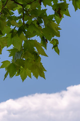 Blatt und Himmel als Hintergrund