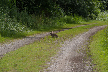Fototapeta na wymiar coniglio selvatico nel sentiero di campagna