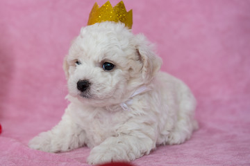 Cute puppy with sparkling crown. Adorable Bichon Frise pure breed puppy. Perfect gift
