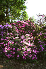 Obraz premium Rhododendron plant fragrant beautiful flowers blooming in spring park.