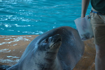 Fototapeta premium Monk seal in the water