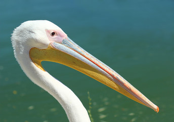 Close up of pelican's head against lake, profile portrait