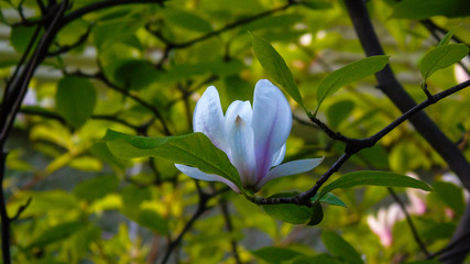 Magnolia