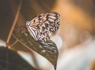 Fototapeta na wymiar Butterfly parc in Cebu, Philippines