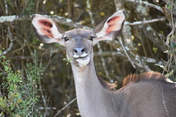 Closeup of a female Kudu in Addo Elephant Park in Colchester, South Africa