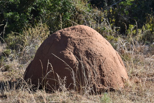 Closeup of a big Termite hill  in South Africa