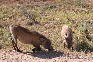 A brown warthog family on a meadow in Addo Elephant Park in Colchester, South Africa