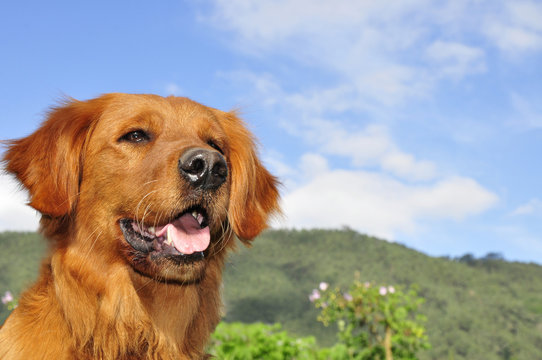 mascotas y animales