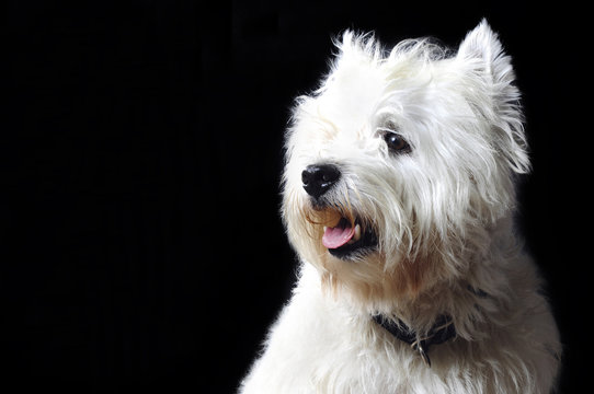 mascotas y animales
