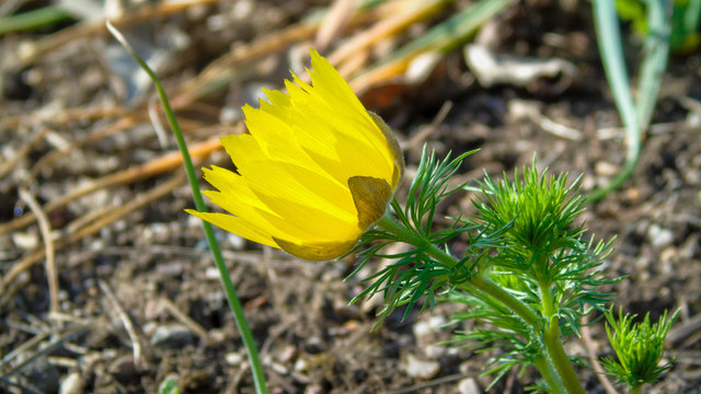 Adonis Vernalis