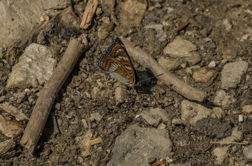 Butterfly near small creek in spring sunny day