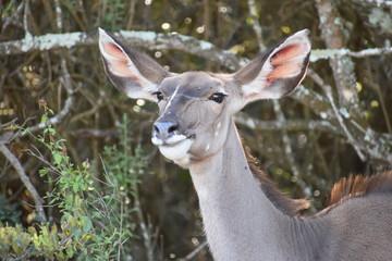 Obraz premium Closeup of a female Kudu in Addo Elephant Park in Colchester, South Africa