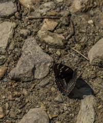 Butterfly near small creek in spring sunny day