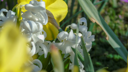 Obraz premium Hyacinth