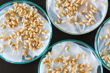 Experiments with plants in petri dish in the laboratory