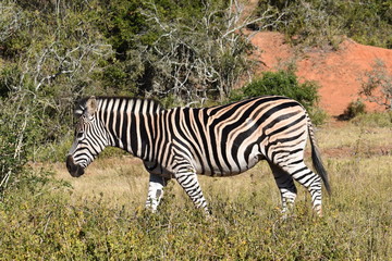 Fototapeta na wymiar A beautiful zebra in Addo Elephant Park in Colchester, South Africa