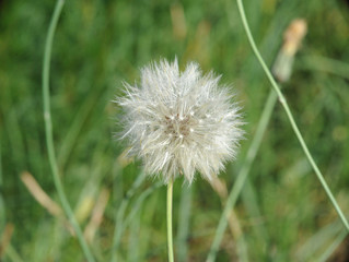 fluffy dandelion close-up