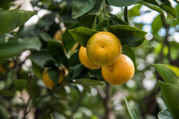 Laranja ainda no pé