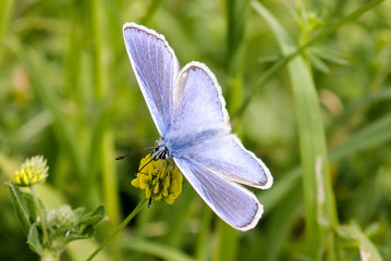 Close-up of male Common Blue Butterfly