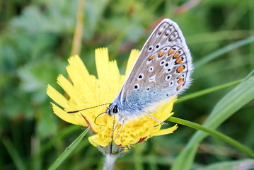 Fototapeta na wymiar Close-up of male Common Blue Butterfly