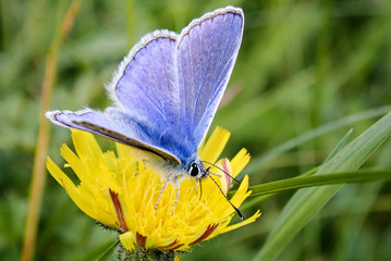 Close-up of male Common Blue Butterfly