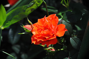 beautiful red rose in the morning dew