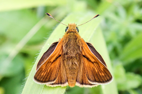 Close-up of male Large Skipper Butterfly