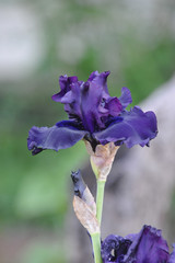 flower blue iris close-up