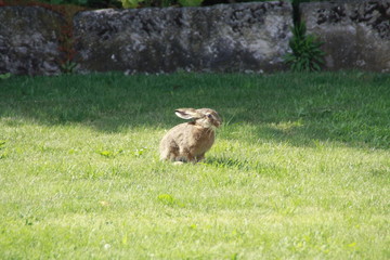 feldhase in der sonne