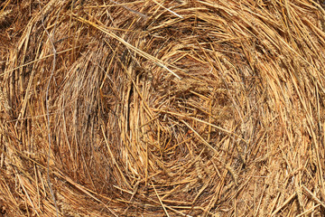 Hay and straw texture