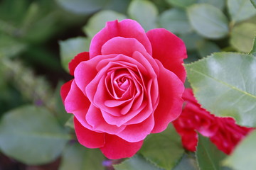 rosenblätter wunderschön